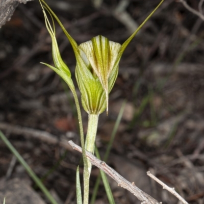 Diplodium ampliatum (Large Autumn Greenhood) at Point 5815 - 9 Apr 2020 by DerekC