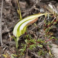 Diplodium ampliatum at Undefined Area - suppressed