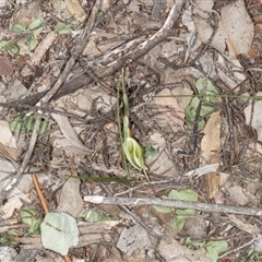 Diplodium ampliatum at Undefined Area - suppressed