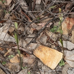 Diplodium ampliatum at Undefined Area - suppressed