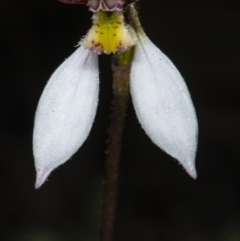 Eriochilus cucullatus (Parson's Bands) at Point 5815 - 9 Apr 2020 by DerekC