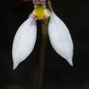 Eriochilus cucullatus at Point 5815 - suppressed