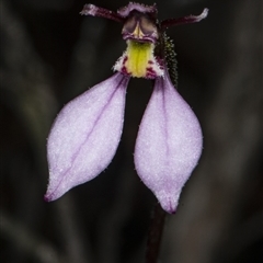 Eriochilus cucullatus at Point 5815 - suppressed