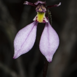 Eriochilus cucullatus at Point 5815 - suppressed