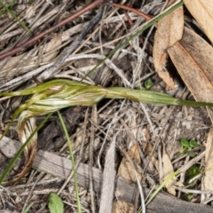 Diplodium ampliatum (Large Autumn Greenhood) at Hackett, ACT - 9 Apr 2020 by DerekC