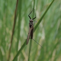 Ephemeroptera (order) at Cook, ACT - 9 Apr 2020