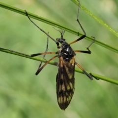 Gynoplistia (Gynoplistia) bella (A crane fly) at Mount Painter - 9 Apr 2020 by CathB