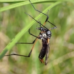 Gynoplistia (Gynoplistia) bella at Cook, ACT - 9 Apr 2020