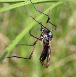 Gynoplistia (Gynoplistia) bella at Cook, ACT - 9 Apr 2020