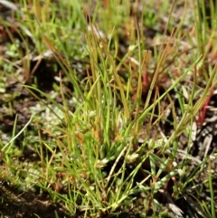 Isolepis sp. (Club-rush) at Mount Painter - 9 Apr 2020 by CathB