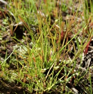 Isolepis sp. at Dunlop, ACT - 9 Apr 2020