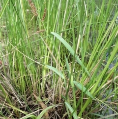 Echinochloa crus-galli (Barnyard Grass) at Mount Painter - 9 Apr 2020 by CathB