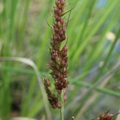 Echinochloa crus-galli at Cook, ACT - 9 Apr 2020 01:23 PM