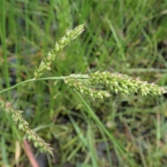 Echinochloa crus-galli at Cook, ACT - 9 Apr 2020 01:23 PM