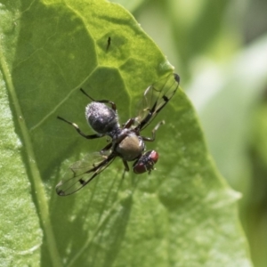 Pogonortalis doclea at Higgins, ACT - 9 Apr 2020