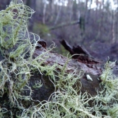 Usnea sp. (genus) (Bearded lichen) at Yass River, NSW - 10 Apr 2020 by SenexRugosus