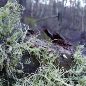 Usnea sp. (genus) at Yass River, NSW - 10 Apr 2020 04:44 PM