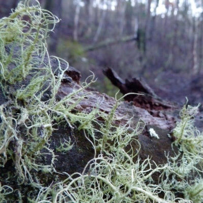 Usnea sp. (genus) (Bearded lichen) at Yass River, NSW - 10 Apr 2020 by SenexRugosus