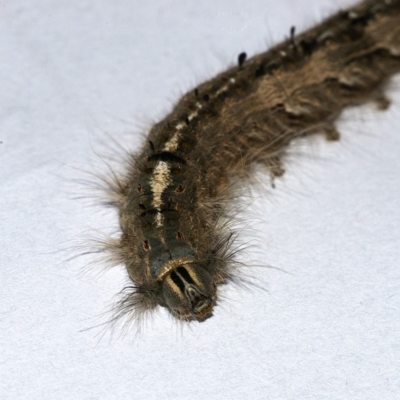 Porela (genus) (A porela moth) at Googong, NSW - 11 Apr 2020 by WHall