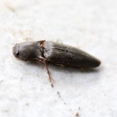 Monocrepidus sp. (genus) (Click beetle) at Higgins, ACT - 9 Apr 2020 by AlisonMilton