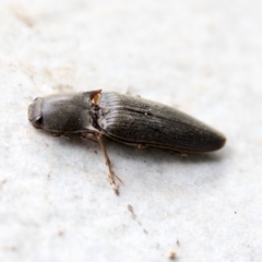 Monocrepidus (genus) (Click beetle) at Higgins, ACT - 9 Apr 2020 by AlisonMilton