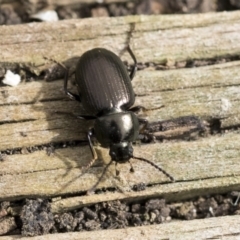 Adelium brevicorne (Bronzed field beetle) at Higgins, ACT - 9 Apr 2020 by AlisonMilton