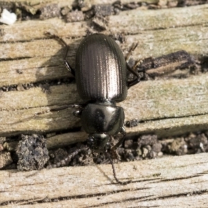 Adelium brevicorne at Higgins, ACT - 9 Apr 2020 10:47 AM