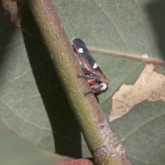 Eurymela fenestrata (Gum tree leafhopper) at Hawker, ACT - 6 Apr 2020 by AlisonMilton