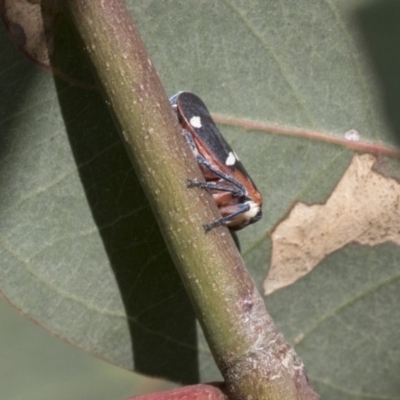 Eurymela fenestrata (Gum tree leafhopper) at Hawker, ACT - 6 Apr 2020 by AlisonMilton