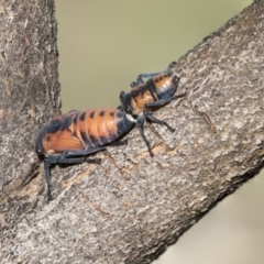 Eurymela fenestrata (Gum tree leafhopper) at Hawker, ACT - 7 Apr 2020 by AlisonMilton