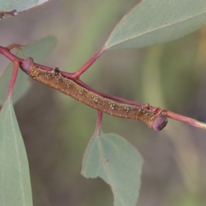 Geometridae (family) IMMATURE at Dunlop, ACT - 7 Apr 2020 12:34 PM