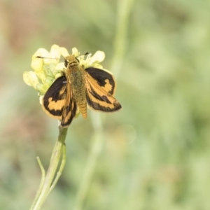 Ocybadistes walkeri at Hawker, ACT - 7 Apr 2020