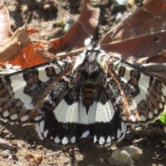 Apina callisto (Pasture Day Moth) at Griffith, ACT - 11 Apr 2020 by RobParnell