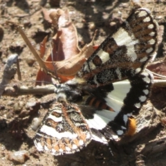 Apina callisto at Griffith, ACT - 11 Apr 2020 01:40 PM