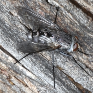 Senostoma sp. (genus) at Majura, ACT - 10 Apr 2020