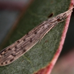 Oecetis sp. (genus) (Long-horned Caddisfly) at Dunlop, ACT - 5 Apr 2012 by Bron