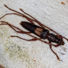 Epithora dorsalis (Longicorn Beetle) at West Belconnen Pond - 14 Jan 2013 by Bron