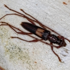 Epithora dorsalis (Longicorn Beetle) at Dunlop, ACT - 15 Jan 2013 by Bron