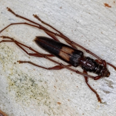 Epithora dorsalis (Longicorn Beetle) at Dunlop, ACT - 14 Jan 2013 by Bron