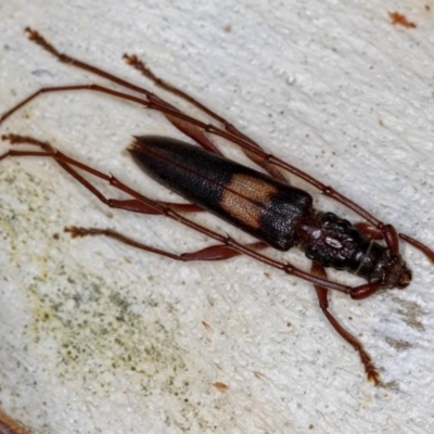 Epithora dorsalis (Longicorn Beetle) at Dunlop, ACT - 15 Jan 2013 by Bron