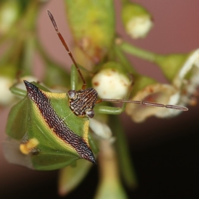 Cuspicona thoracica (Shield bug) at West Belconnen Pond - 30 Jan 2013 by Bron