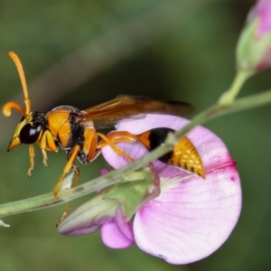 Delta bicinctum at Dunlop, ACT - 20 Jan 2013 12:44 PM