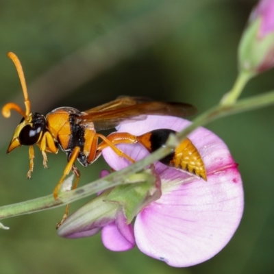 Delta bicinctum (Potter wasp) at Dunlop, ACT - 20 Jan 2013 by Bron