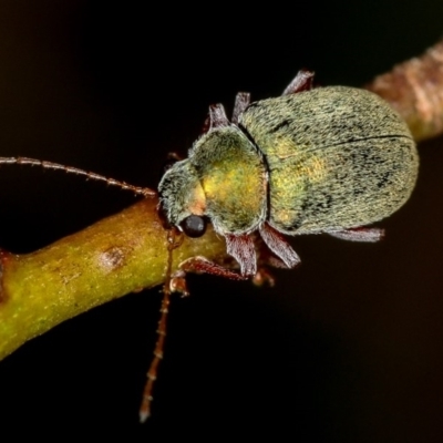 Edusella puberula (Leaf beetle) at West Belconnen Pond - 14 Jan 2013 by Bron