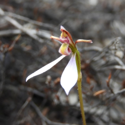 Eriochilus cucullatus (Parson's Bands) - 1 Jan 1900 by MatthewFrawley