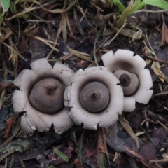 Geastrum sp. (Geastrum sp.) at Pollinator-friendly garden Conder - 3 Apr 2020 by michaelb