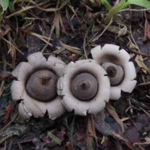 Geastrum sp. at Conder, ACT - 3 Apr 2020