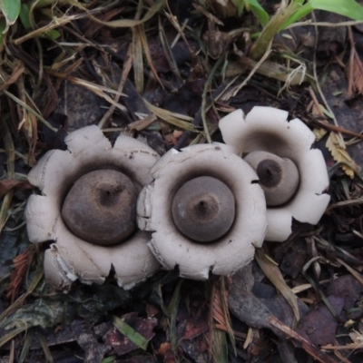 Geastrum sp. (Geastrum sp.) at Pollinator-friendly garden Conder - 3 Apr 2020 by michaelb