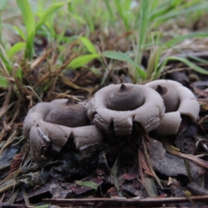 Geastrum sp. at Conder, ACT - 3 Apr 2020 11:16 AM