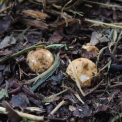 Geastrum sp. at Conder, ACT - 3 Apr 2020